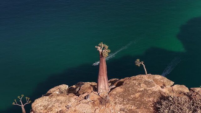 Aerial view of dragon's blood trees on socotra island