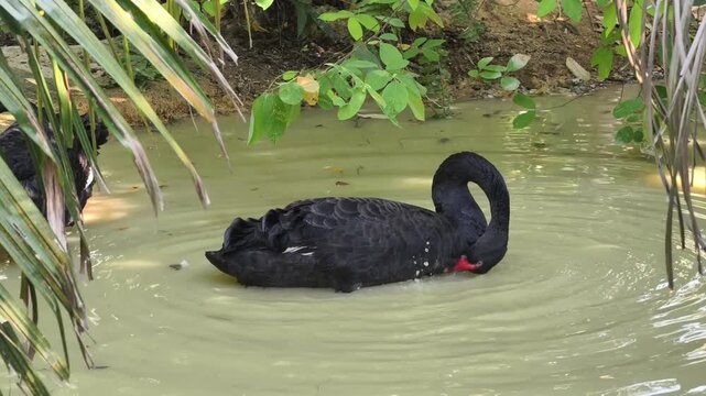 A striking black swan with a vivid red beak glides gracefully across a small pond surrounded by lush green vegetation and palm leaves. 