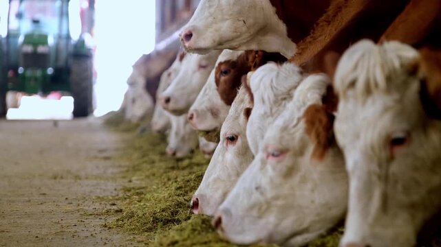 Cows feeding in a row inside a dairy farm barn. Organized feeding line with livestock eating fodder highlights modern agriculture, animal husbandry and efficient farming environment.