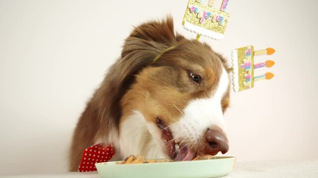 Australian Shepherd red tricolor dog wearing a birthday headband eating a meat cake with carrot from a bowl at home. Concept of pet celebration, care, nutrition, and festive lifestyle