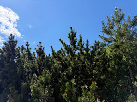 Mountain pine trees pinus mugo turra.