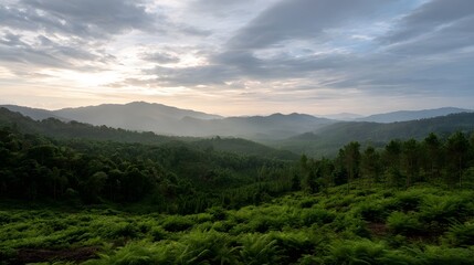 Fototapeta premium Dense tropical foliage covers rolling hills under a soft moody overcast sky at dawn