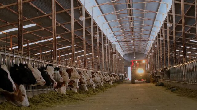 Cows feeding along a row inside a dairy farm while a tractor distributes fodder. Scene highlights modern livestock farming, efficient feeding systems and agricultural production indoors.