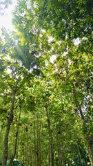 Fototapeta premium forest in the morning