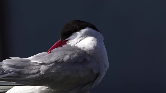 Close-up of an adult Arctic tern (Sterna paradisaea) preening its feathers