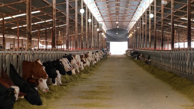 Cows feeding along a row inside a dairy farm while a tractor distributes fodder. Scene highlights modern livestock farming, efficient feeding systems and agricultural production indoors.