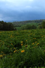 Obraz premium Blooming dandelion field in spring meadow, bright yellow flowers landscape