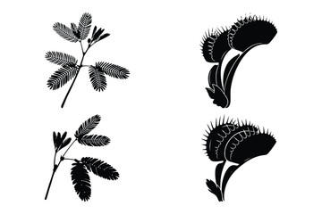 Black and white silhouette illustration of mimosa pudica and venus flytrap © Sadek