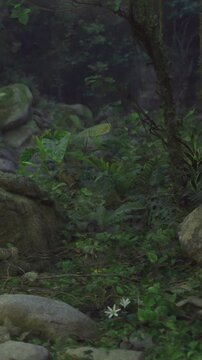 Plants and rocks fill the forest floor in a dense area. Sunlight filters through the trees above. The ground is covered with various leaves and small flowers.