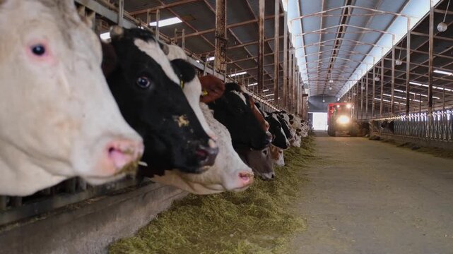 Cows feeding along a row inside a dairy farm while a tractor distributes fodder. Scene highlights modern livestock farming, efficient feeding systems and agricultural production indoors.