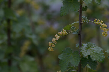 Fototapeta premium flowers and green currant berries
