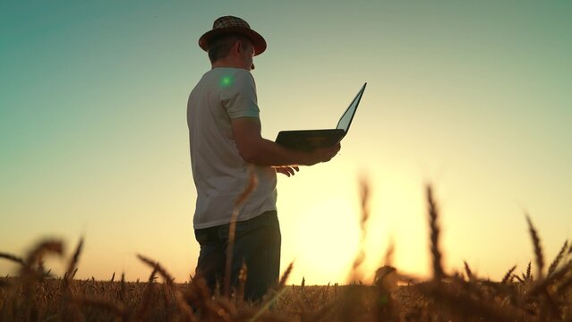 Farmer businessman inspects wheat field, silhouette. Farmer works in wheat field using laptop. Modern farmer with laptop grows grain on plantation. Agriculture digital technologies. Worker in field.