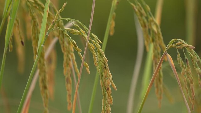 Golden rice stalks bend gently in the breeze, ripe grains hanging from slender stems against a pale sky, capturing a peaceful harvest season in a rural field scene.
