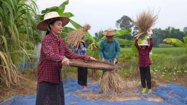 Rural farmers thresh rice in a field, tossing grain with woven trays beside hay stacks under an overcast sky, showing harvest work, teamwork, and traditional agriculture.