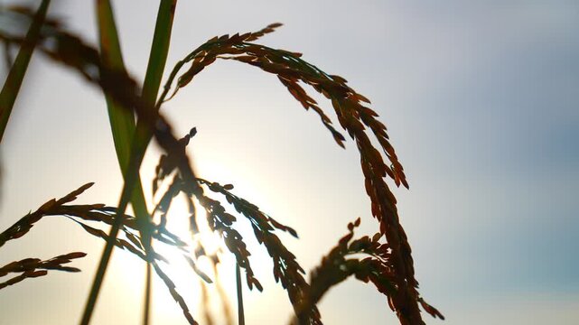 Golden rice stalks bend gently in the breeze, ripe grains hanging from slender stems against a pale sky, capturing a peaceful harvest season in a rural field scene.
