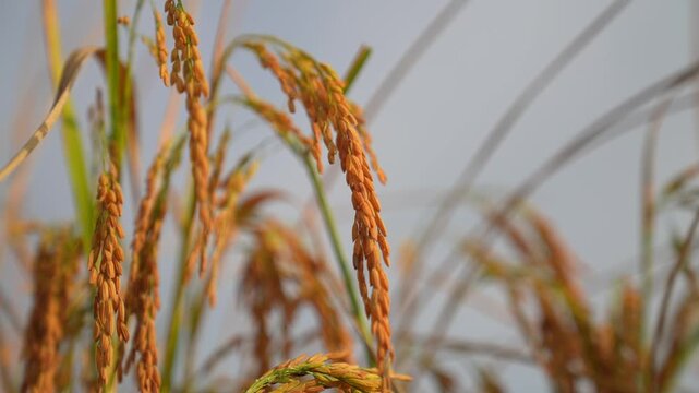 Golden rice stalks bend gently in the breeze, ripe grains hanging from slender stems against a pale sky, capturing a peaceful harvest season in a rural field scene.