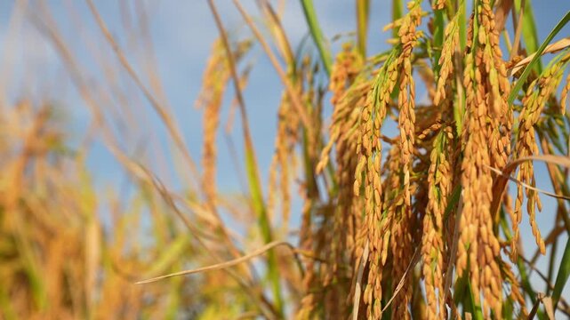 Golden rice stalks bend gently in the breeze, ripe grains hanging from slender stems against a pale sky, capturing a peaceful harvest season in a rural field scene.