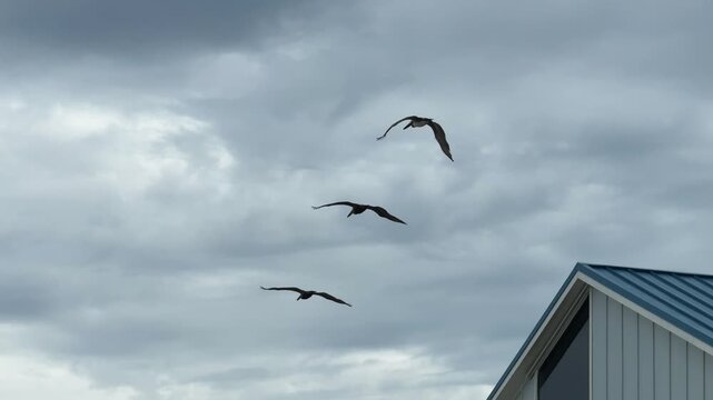 A group of three large birds glides gracefully through an overcast coastal sky. Their wide wingspans are highlighted against the dark, moody atmosphere of the storm clouds.