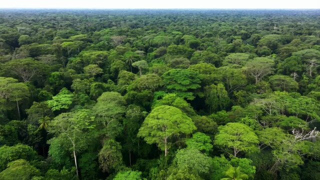 Lush green rainforest canopy viewed from above. A vibrant ecosystem showcasing biodiversity and the importance of nature conservation
