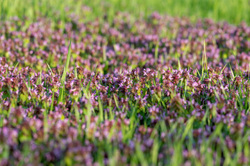 Fototapeta premium Excellent purple blossom of Lamium purpureum (purple dead-nettle or purple archangel ) between green grass