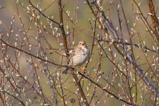 Emberiza calandra / Corn Bunting