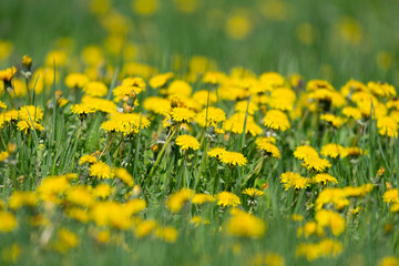 Fototapeta premium Yellow dandelion and grass