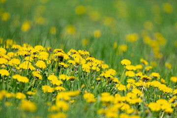 Obraz premium Yellow dandelion and grass