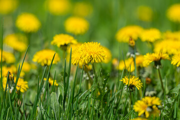 Fototapeta premium Yellow dandelion and grass