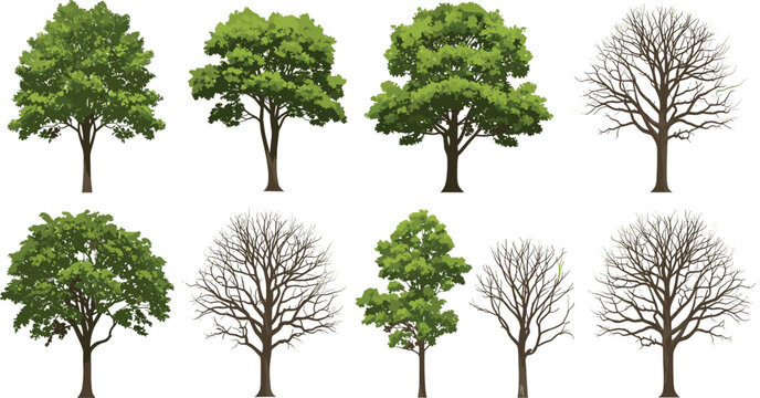 Green and dry tree vector bundle leafless and full foliage trees isolated on white background