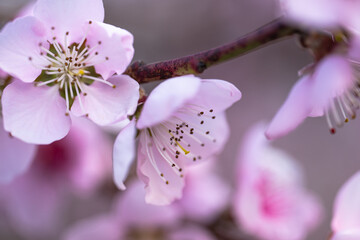 bright pink and white flowers on trees, blooming, spring landscape