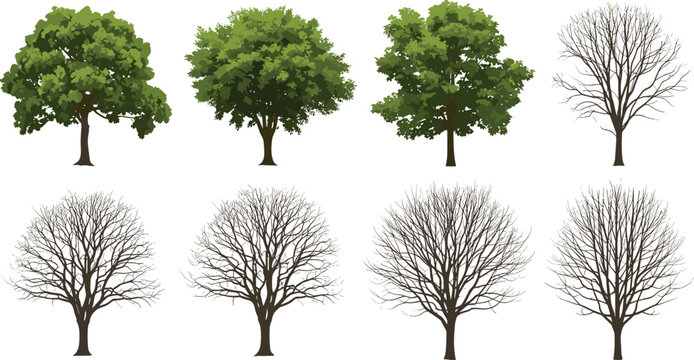 Leafy and bare tree vector collection green and leafless trees set isolated on white background