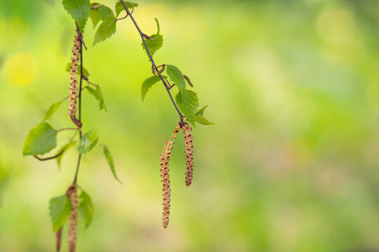 Twig with seed and leaves of a silver birch tree