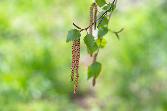 Twig with seed and leaves of a silver birch tree