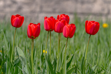 Obraz premium Various tulips