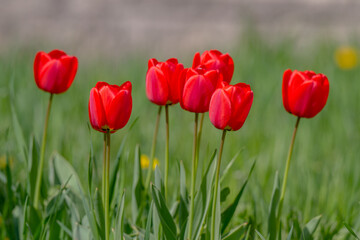 Fototapeta premium Various tulips