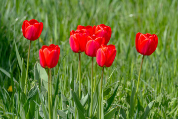 Fototapeta premium Various tulips