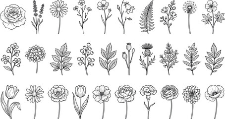 Hand drawn black and white floral line art vector collection featuring wildflower sketches rose tulip and botanical elements isolated on white background for vintage design. © Sariful