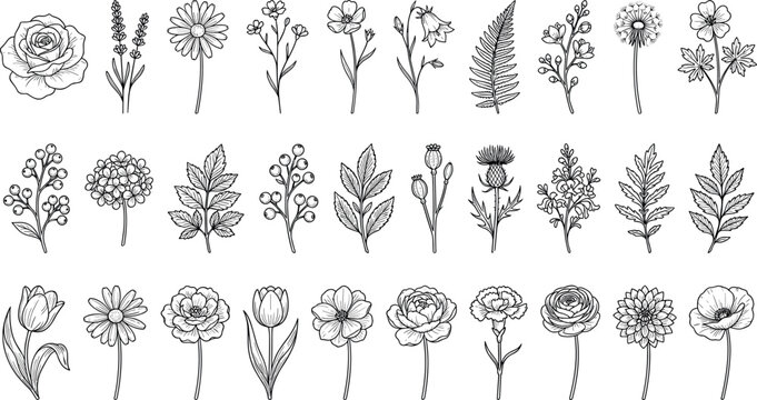 Hand drawn black and white floral line art vector collection featuring wildflower sketches rose tulip and botanical elements isolated on white background for vintage design.