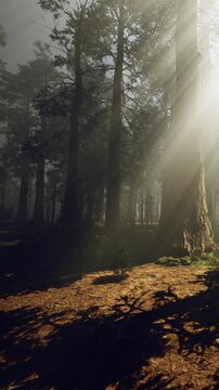 Sunlight filters through tall trees in a dense forest. Shadows are cast on the ground, and the air is filled with a calm feeling. The scene shows nature in a beautiful setting.