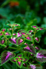 Obraz premium flowers in the botanic gardens