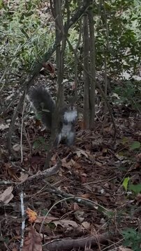 Tracking handheld shot of gray squirrel jumping and foraging through leaf litter in backyard woodland understory