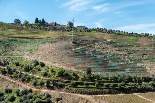 Uma pitoresca encosta socalcada no Vale do Rio Torto em Casais do Douro, com as suas fileiras de vinhas verdejantes e pequenas quintas aninhadas sob um c&eacute;u azul