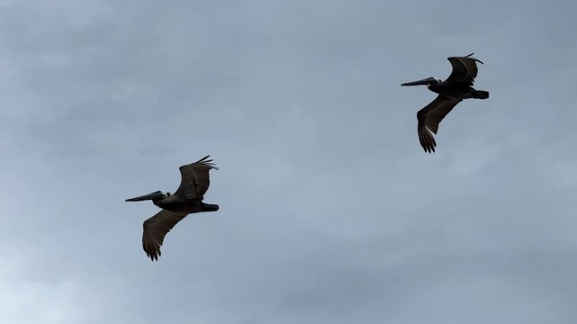 A pair of coastal birds soars just above the dense canopy of tropical vegetation on an overcast day. The vibrant green leaves of the sea grapes contrast with the muted grey sky in the background.