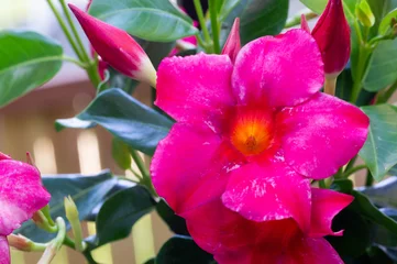 Keuken achterwand Roze Photo of tropical exotic flower of white dipladenia or mandevilla in in a red brick pot. Dipladenia in landscape design. Close up photo of mandevilla, - for wallpapers, magazines, calendars  © ALEKSFILM