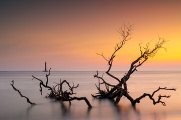 Folly Beach seascape with eroded maritime forest trees and Morris Island Lighthouse in the background © makasana photo