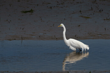 Obraz premium great egret in the salt marsh of Huntington Beach State Park in South Carolina