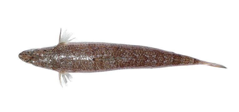 Adriatic fish isolated on white background