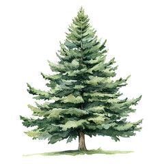 Obraz premium Douglas Fir Tree, watercolor vector depicting playful antics, isolated on a white background.