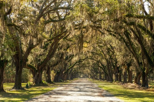 view of the endless live oak and Spanish moss tree alley in the historic Wormsloe Plantation