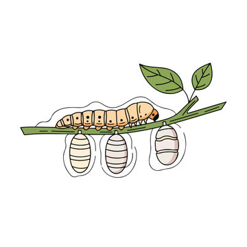 Caterpillar and cocoons on a tree branch. Flat design metamorphosis graphic. Insect life cycle concept isolated on white background